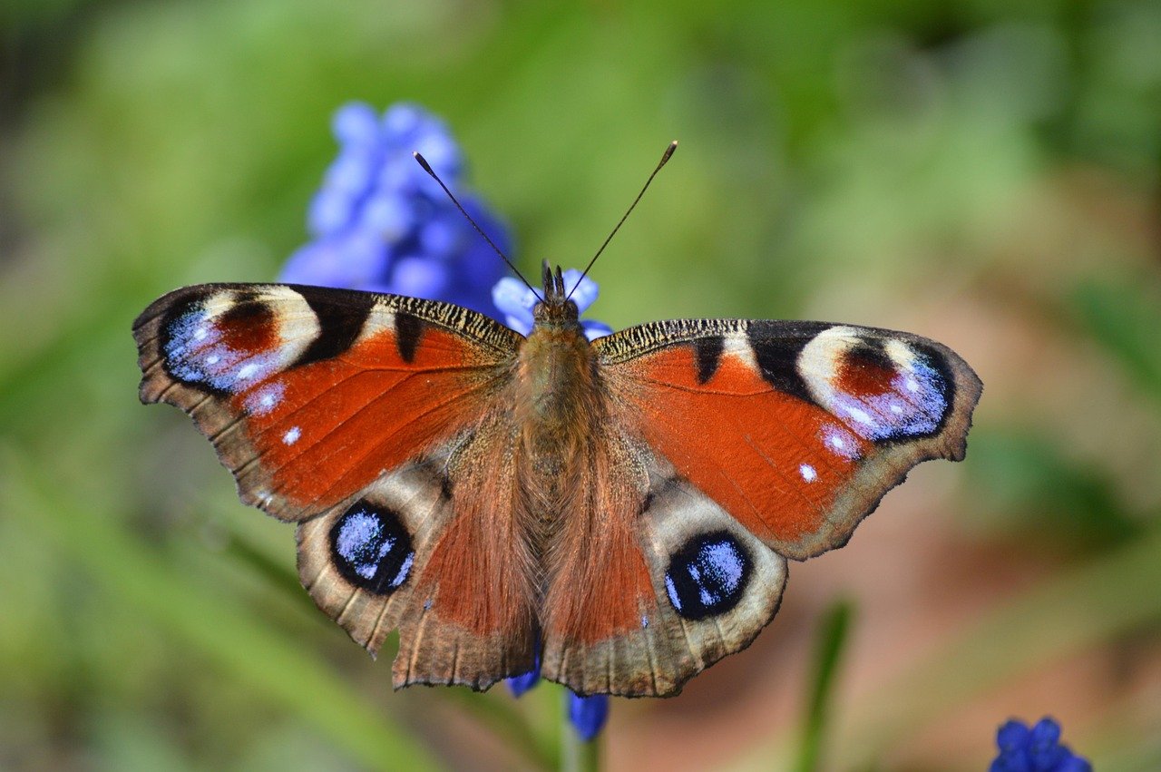 Beautiful butterfly Beautiful butterfly
